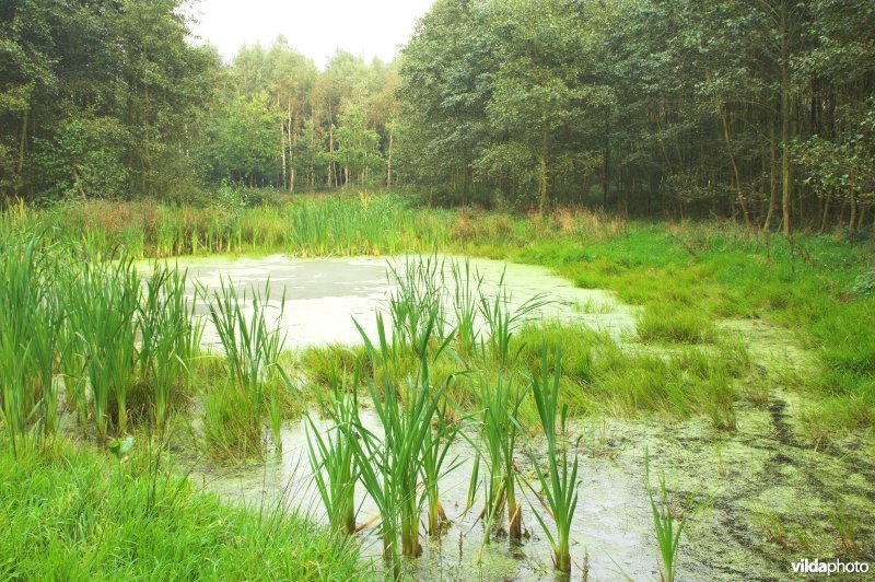 Bosreservaat Bulskampveld