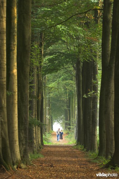 Bosreservaat Bulskampveld