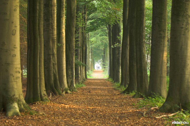Bosreservaat Bulskampveld