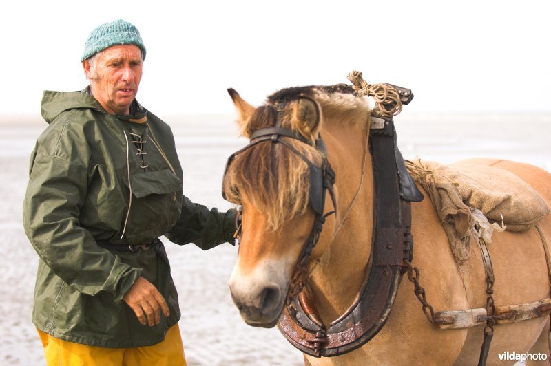 Garnaalvisser met paard