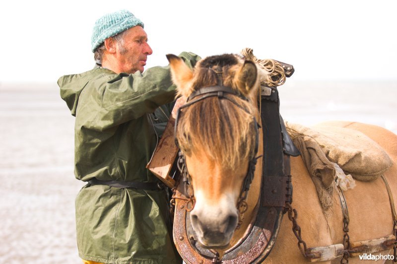 Garnaalvisserij te paard