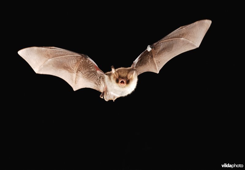 Vliegende geringde Franjestaartvleermuis