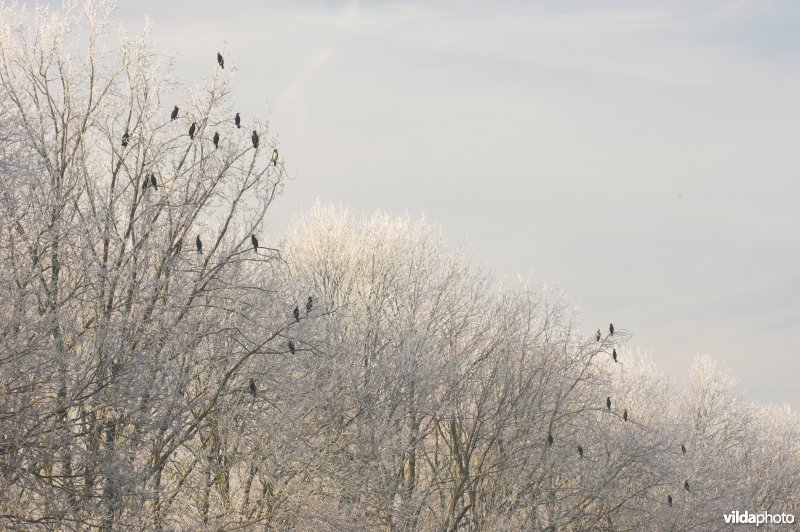 Aalscholvers aan de berijpte Ieperlee-kanaal