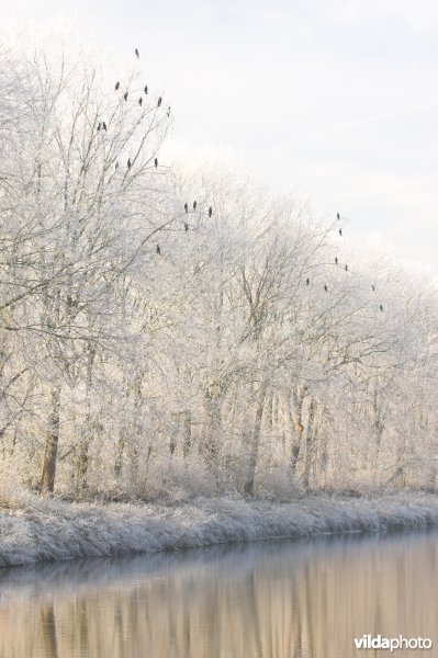 Berijpte Ieperlee-kanaal