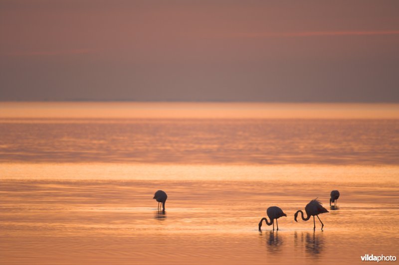 Flamingo's in de Camargue