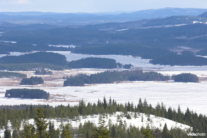 Zweedse bossen en meren
