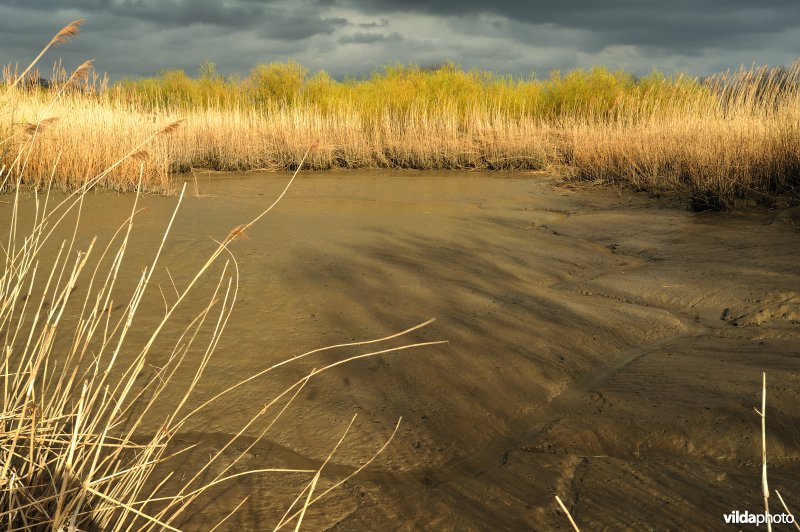 Natuurreservaat De Bunt