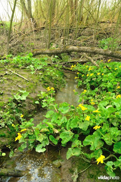 Spindotterbloemen in De Bunt