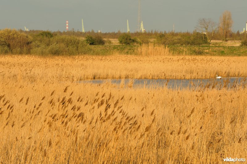 Groot Rietveld van Kallo