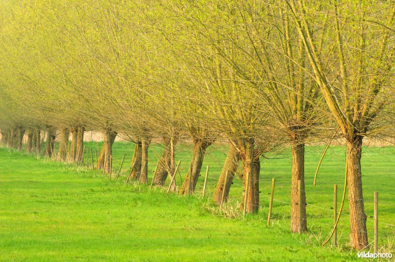 Natuurreservaat Vlassenbroekse Polder
