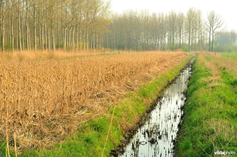 Natuurreservaat Vlassenbroekse Polder
