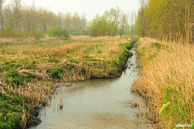 Natuurreservaat Vlassenbroekse Polder