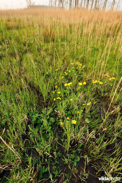 Dotterbloemen in de Kalkense Meersen