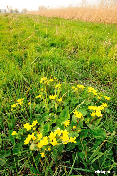 Dotterbloemen in de Kalkense Meersen