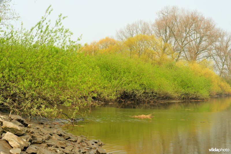 Zoetwaterschor langs Schelde