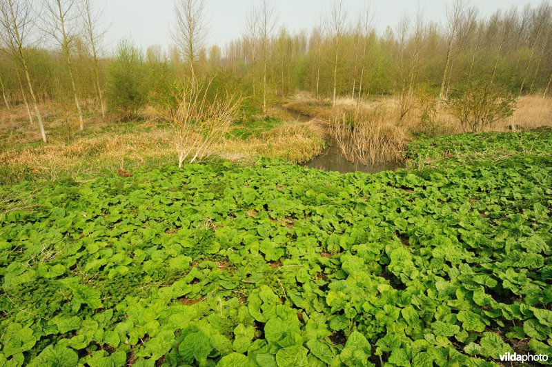 Groot Hoefblad in het Zwijn