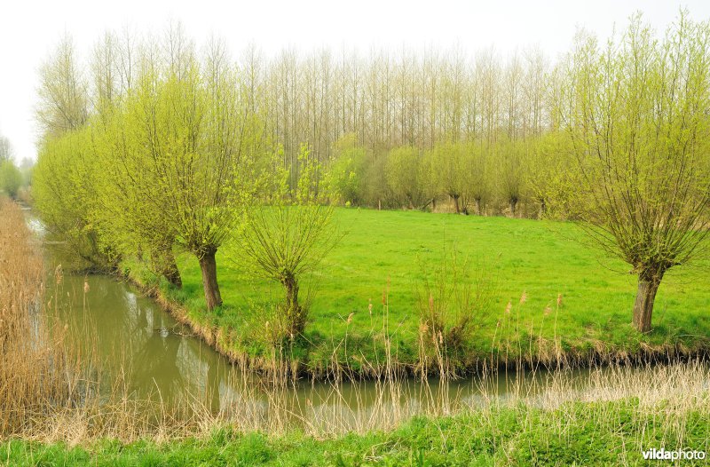Polders in het Zwijn
