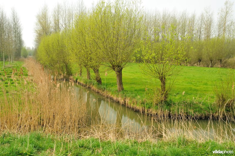 Polders in het Zwijn