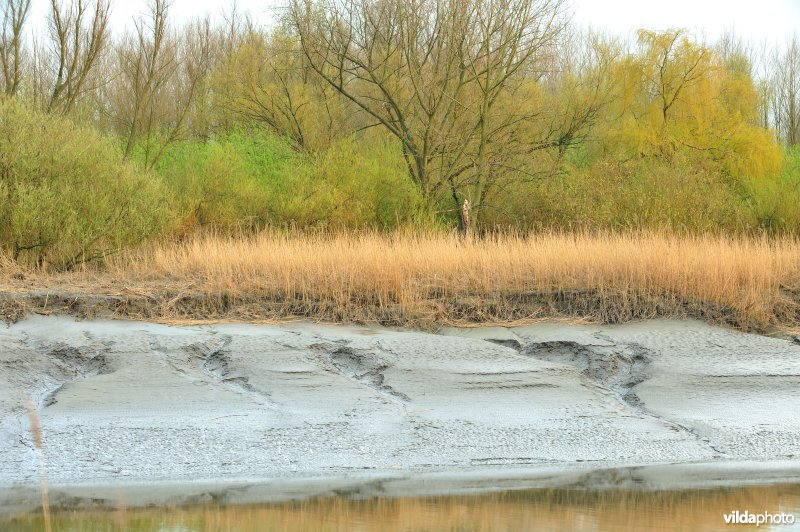 Zoetwaterschor van de Durme