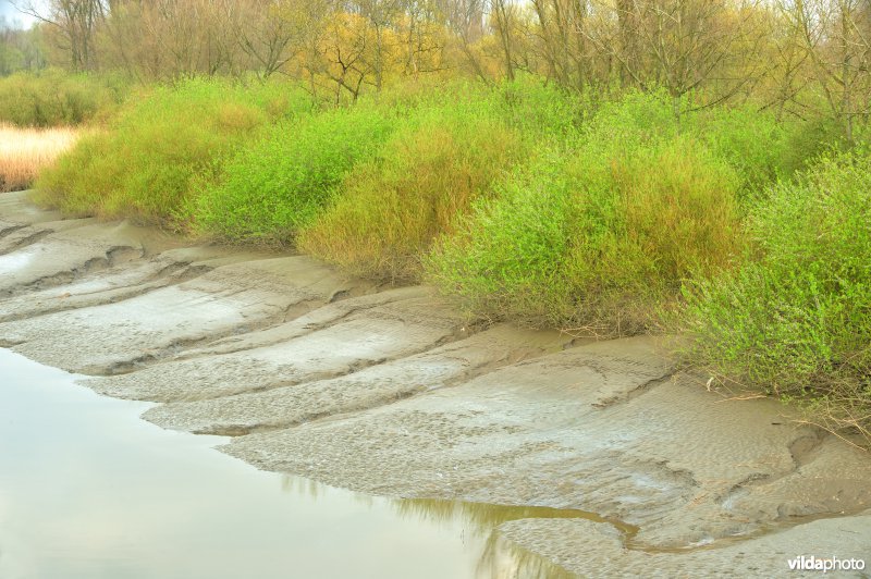 Zoetwaterschor van de Durme