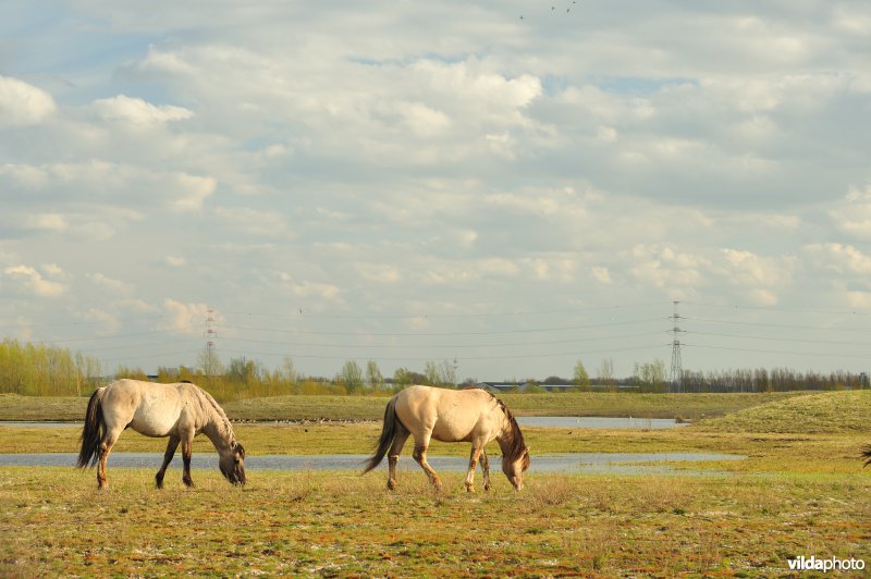 Vlakte van Zwijndrecht