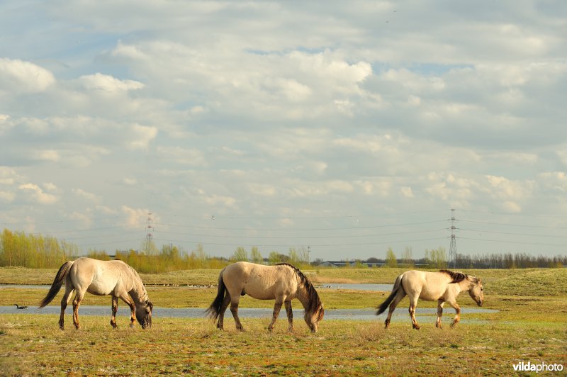 Vlakte van Zwijndrecht