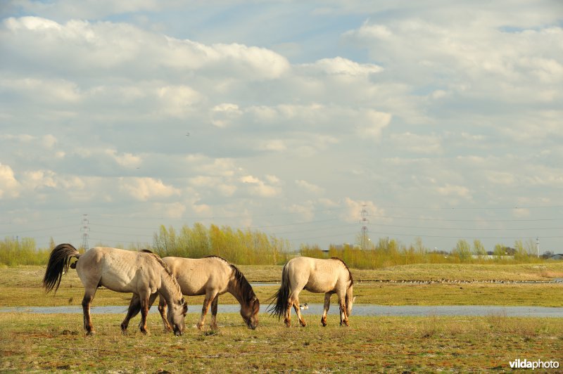 Vlakte van Zwijndrecht