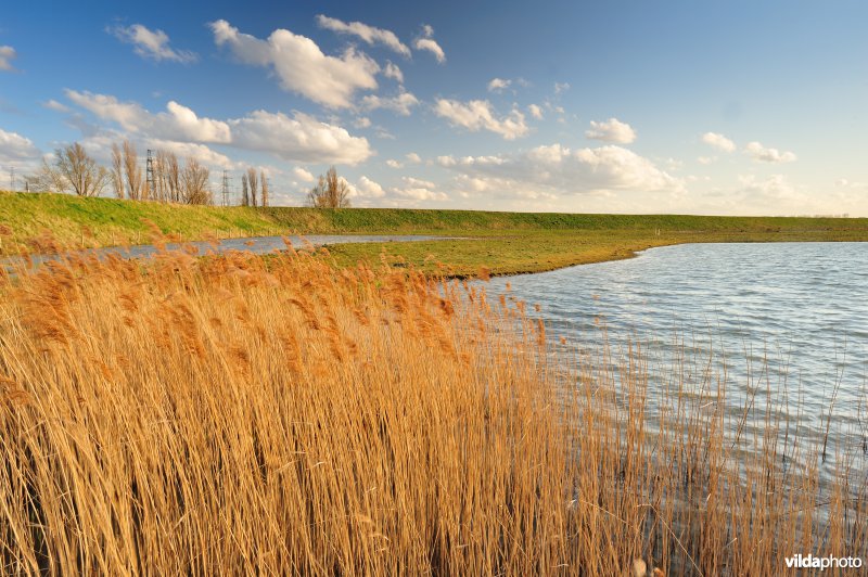 Brakke kreek in Doelpolder Noord