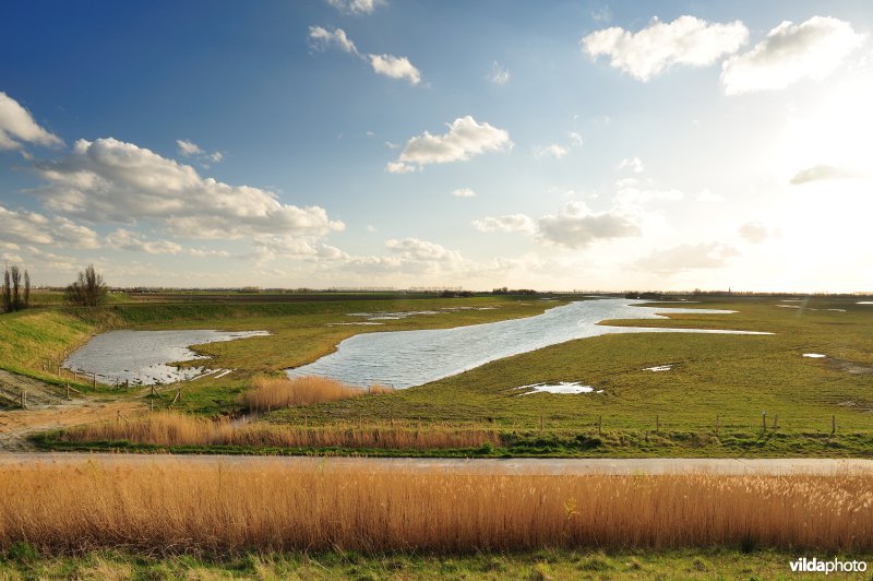 Brakke kreek in Doelpolder Noord