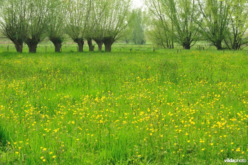Bergenmeersen in Wichelen