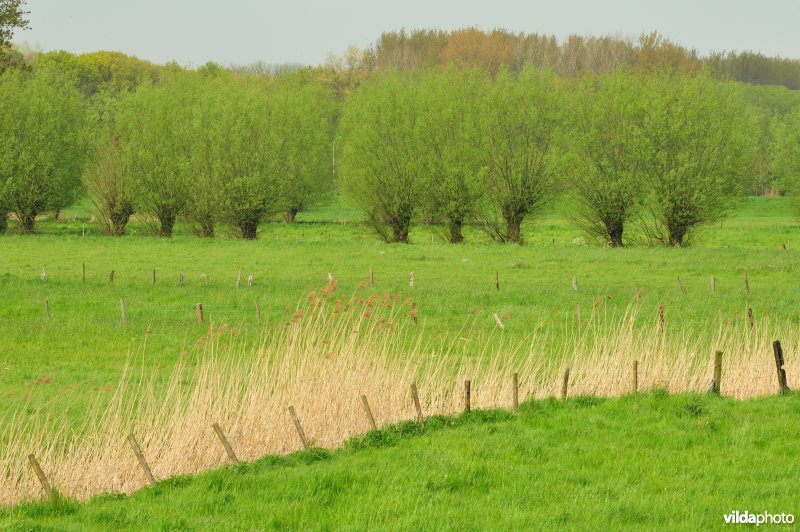 Bergenmeersen in Wichelen