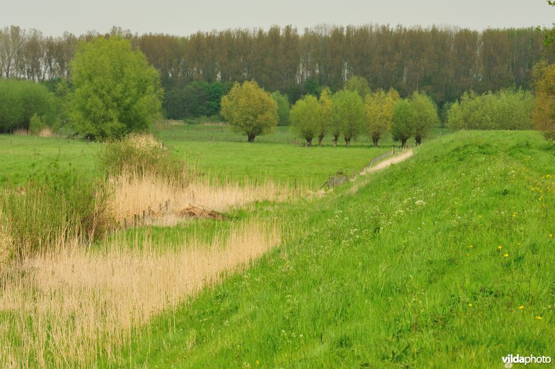 Bergenmeersen in Wichelen