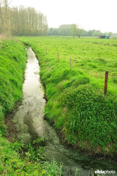 de Weimeersen deel 1 in de Kalkense meersen