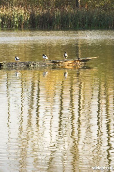 Provinciaal domein Broek De Naeyer