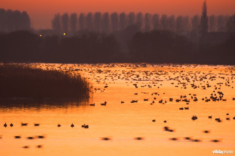 Natuurreservaat De Blankaart