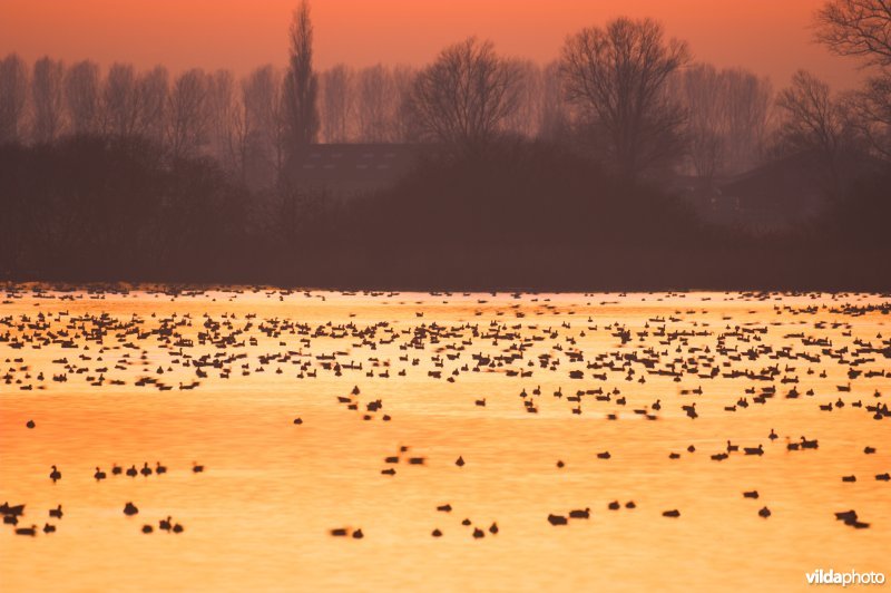 Natuurreservaat De Blankaart