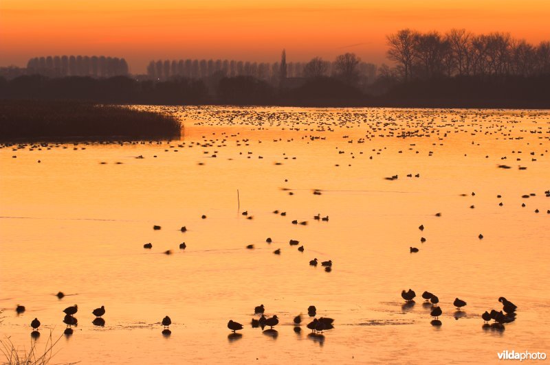 Natuurreservaat De Blankaart