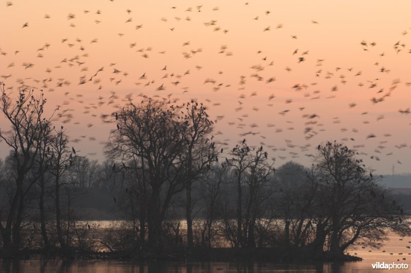Natuurreservaat De Blankaart