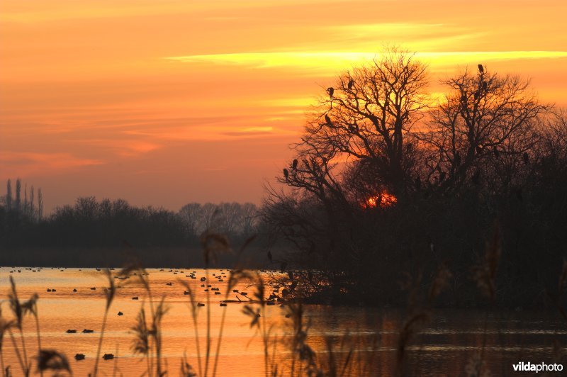 Natuurreservaat De Blankaart