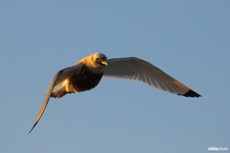 Vliegende Drieteenmeeuw besmeurd met olie