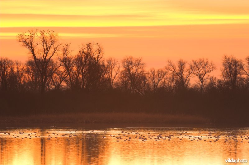 Natuurreservaat De Blankaart