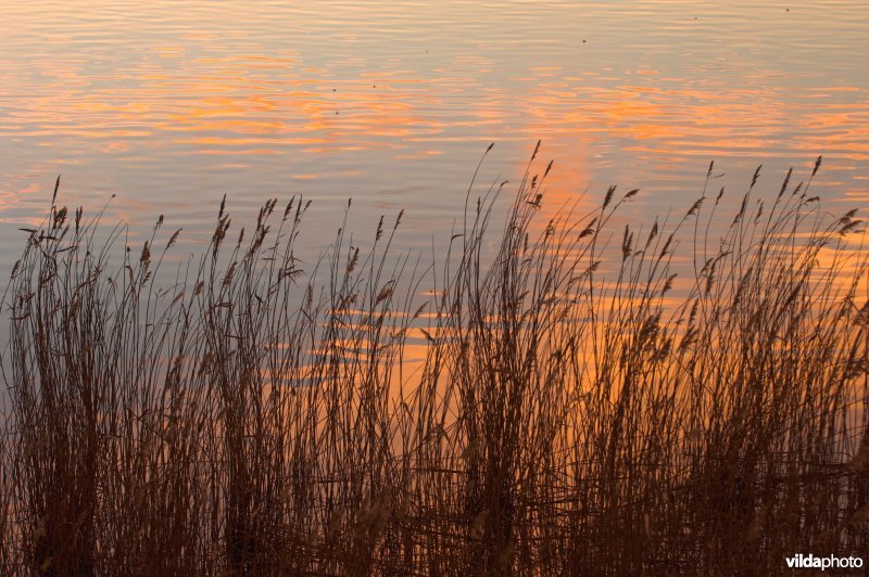Natuurreservaat De Blankaart