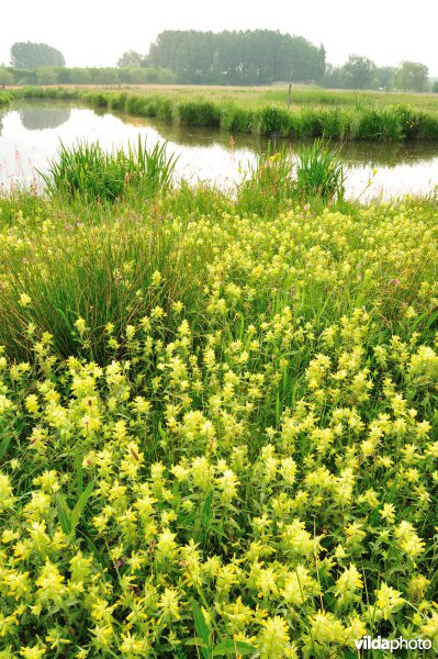 Dotterbloemhooilanden in de Scherenmeersen