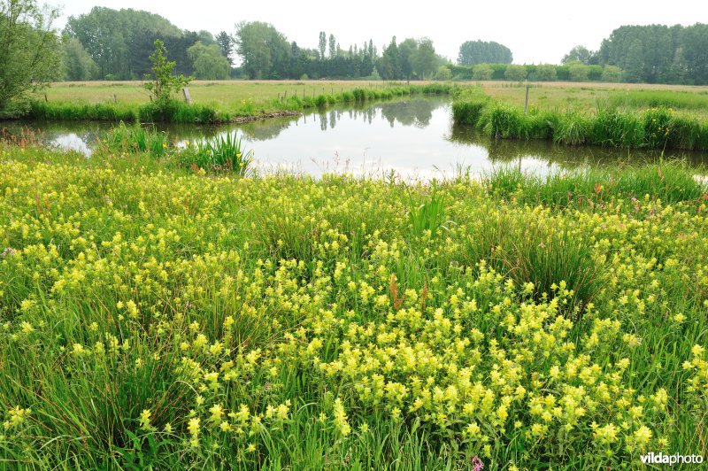 Dotterbloemhooilanden in de Scherenmeersen