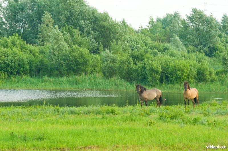 Vlakte van Zwijndrecht