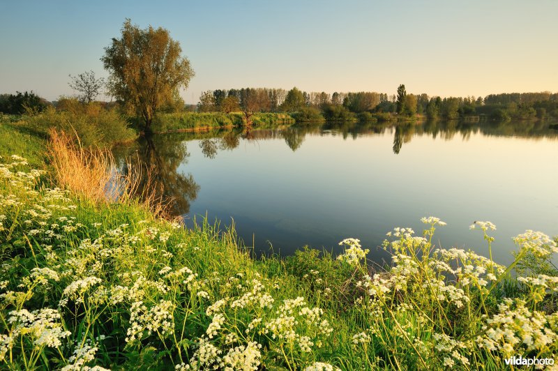 Fluitekruid in de Oude Durme