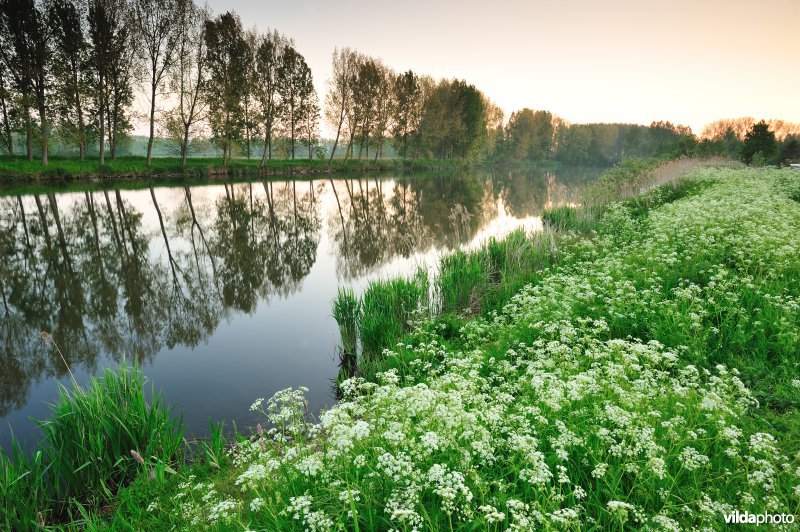 Fluitekruid in de Oude Durme