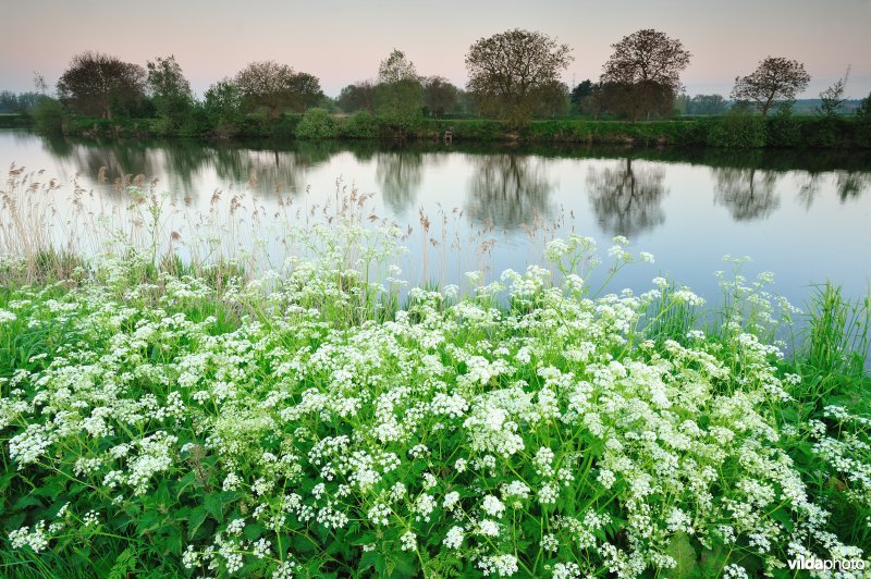 Fluitekruid in de Oude Durme