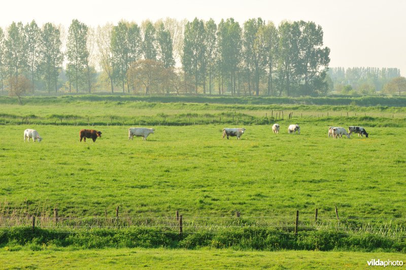 Natuurgebied Weijmeerbroek