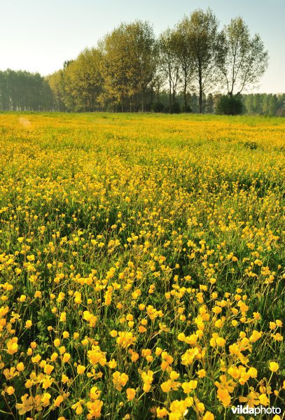 Kruipende Boterbloem in het Weijmeerbroek